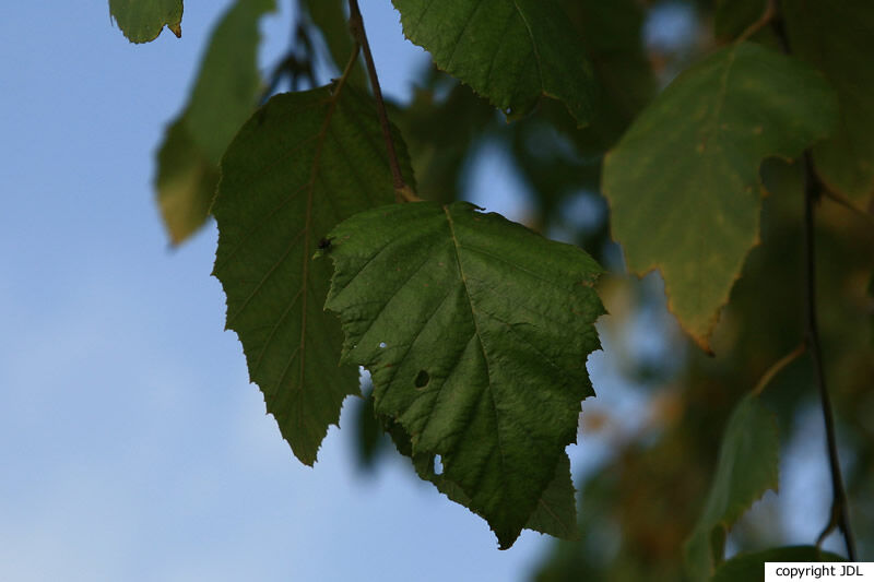 Betula nigra L.