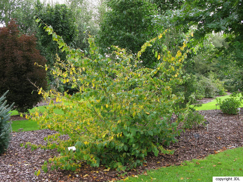 Hamamelis cultivar