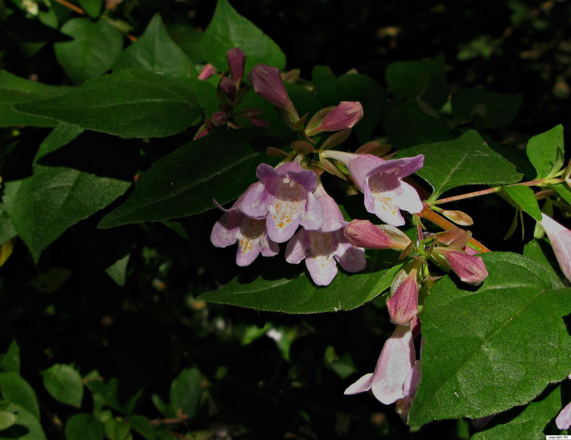 Abelia schumannii (Graebn.) Rehd. 'Bumblebee'