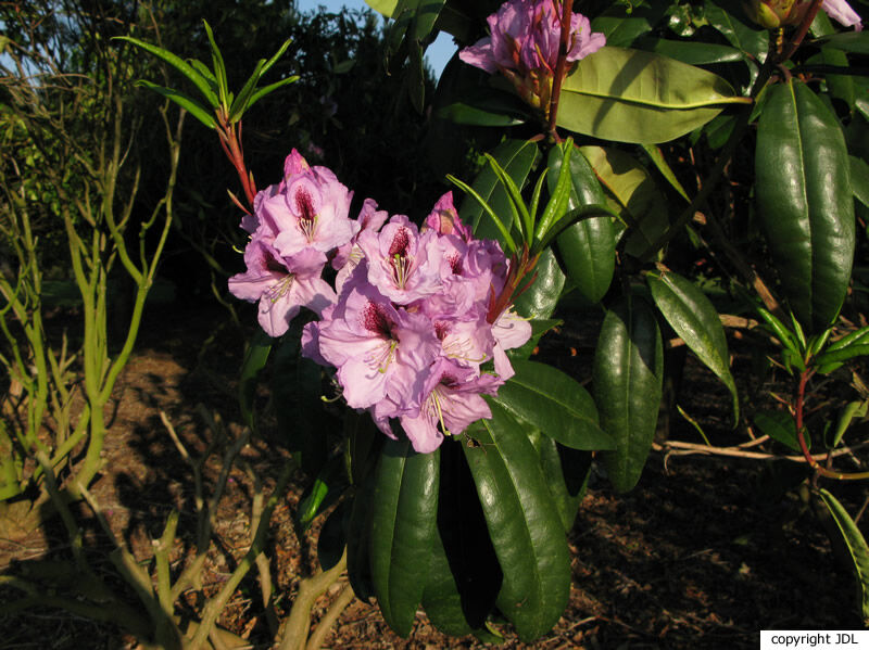 Rhododendron 'Arthur Bedford' (R. ponticum hybrid)