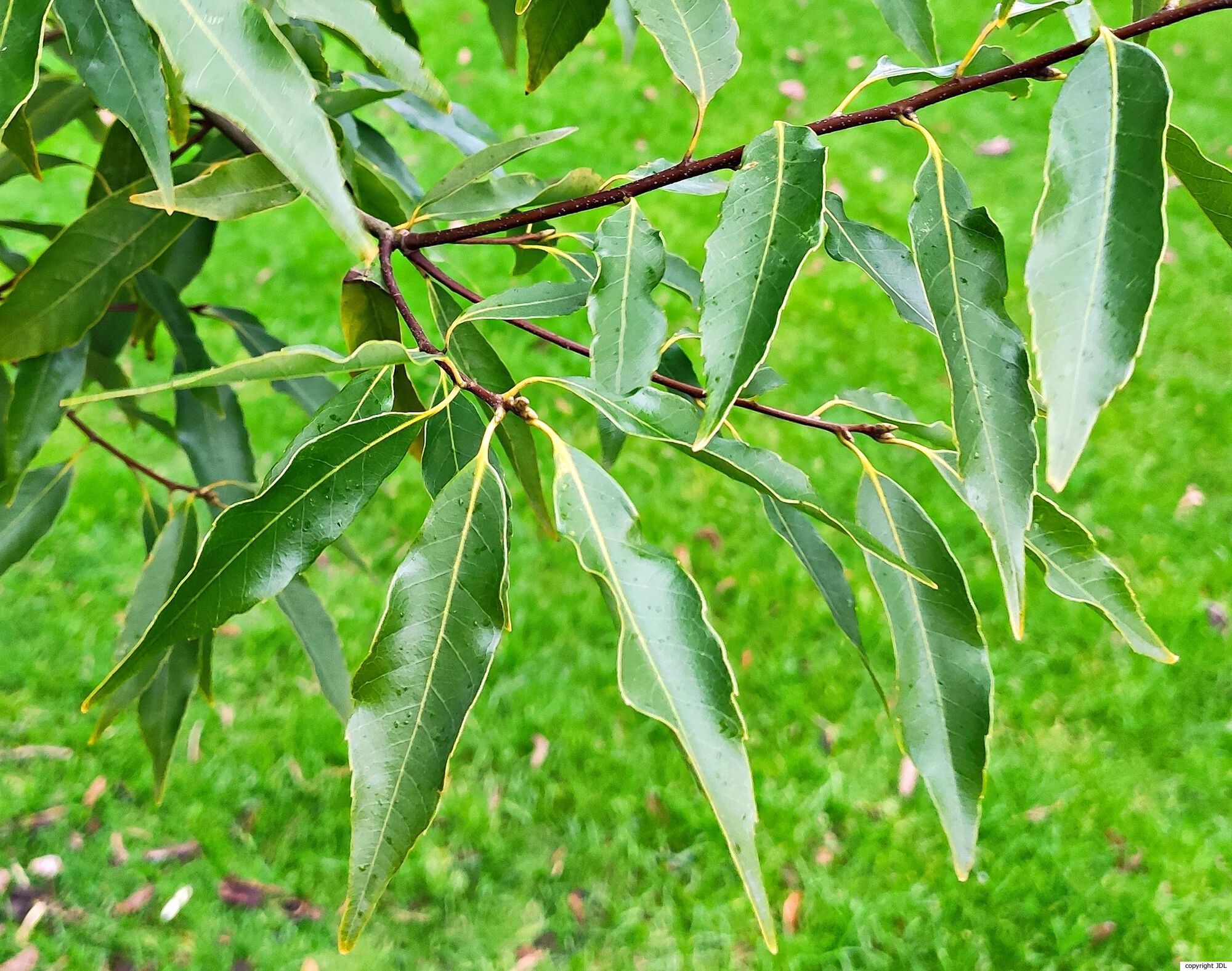 Quercus myrsinifolia Blume