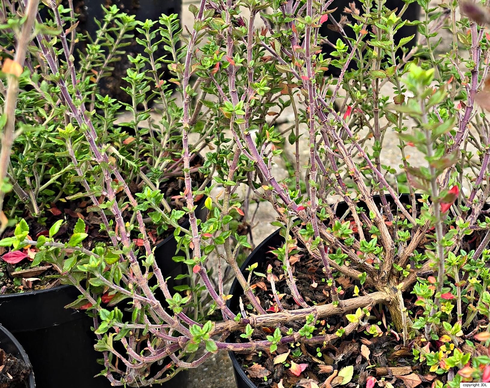 Teucrium ×lucidrys Boom (T.chamaedrys × T.lucidum)