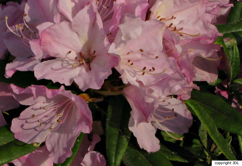 Rhododendron makinoi Tagg 'Silber'