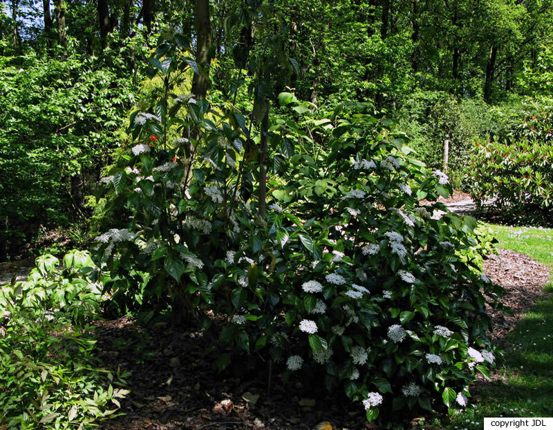 Viburnum japonicum (Thunb.) Spreng.