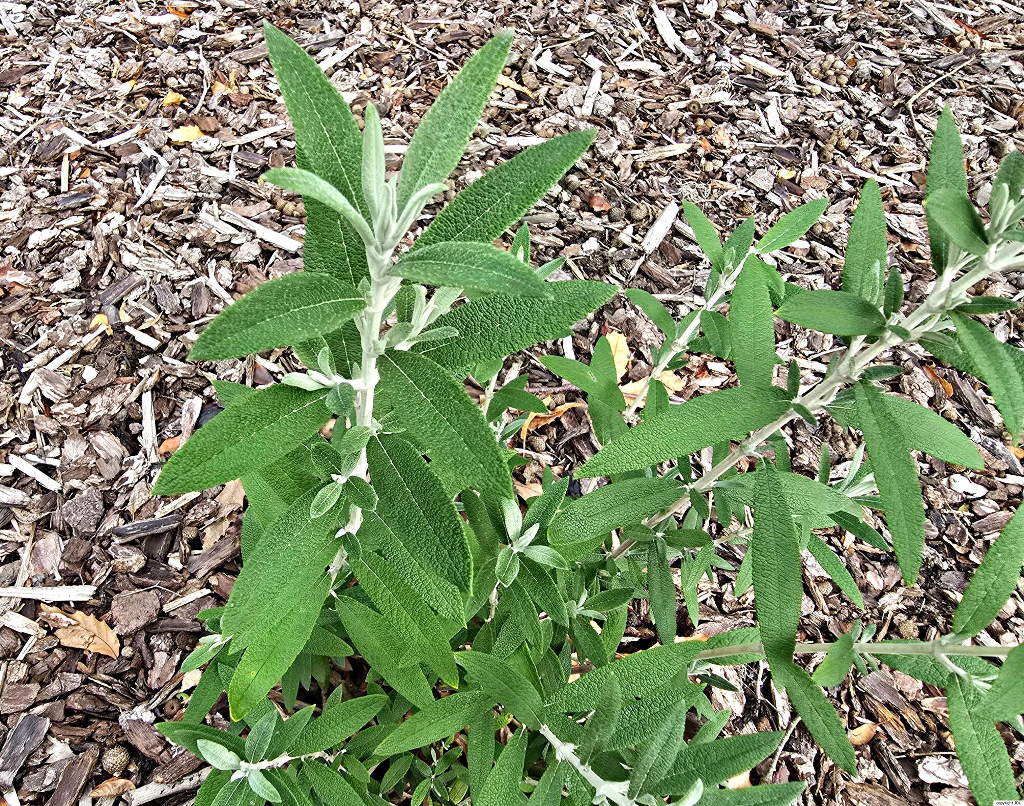 Buddleja loricata Leeuwenb.