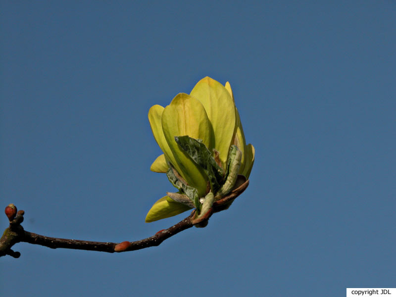 Magnolia 'Sunray' (M.'Sundance' seedling)