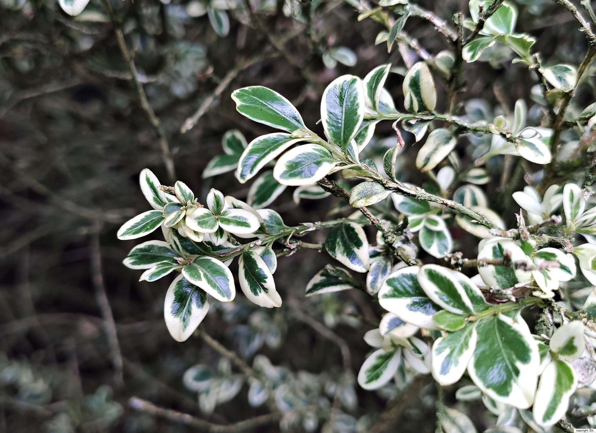 Buxus sempervirens L. 'Elegans'
