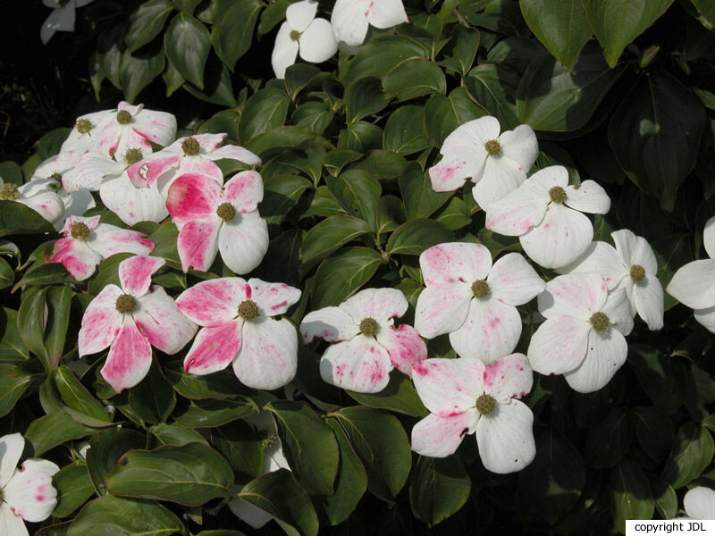 Cornus kousa Bürger ex Hance subsp. chinensis (Osborn) Q.Y.Xiang 'Claudia'