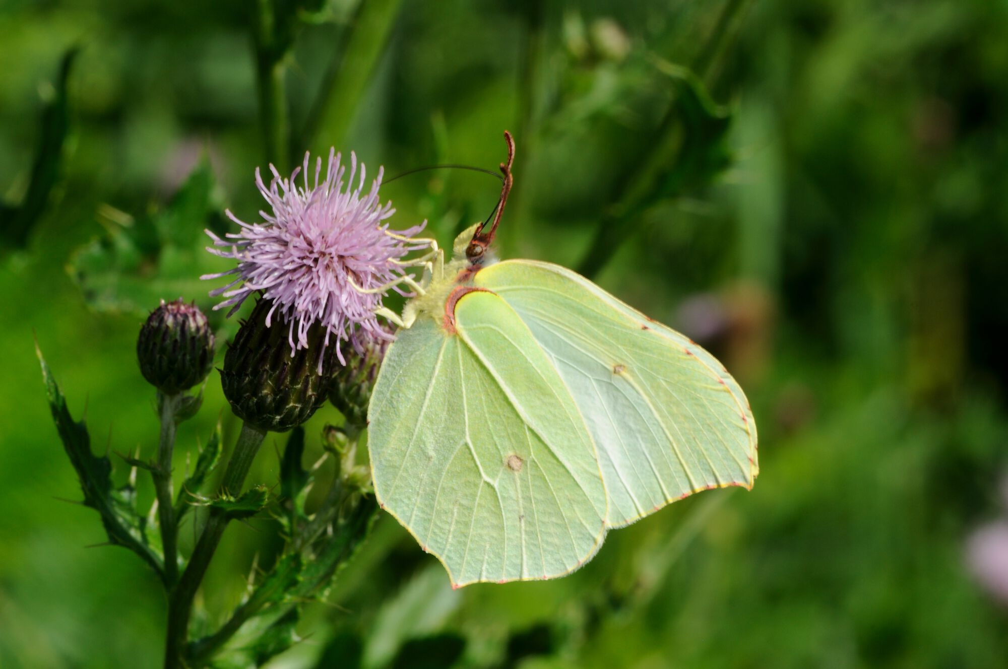 Gonepteryx rhamni (Linnaeus, 1758)