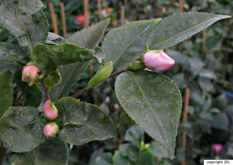 Camellia 'Tokihime'