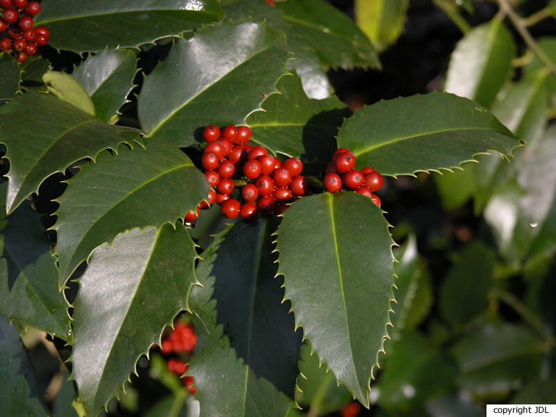 Ilex ×koehneana Loes. (I.aquifolium × I.latifolia)