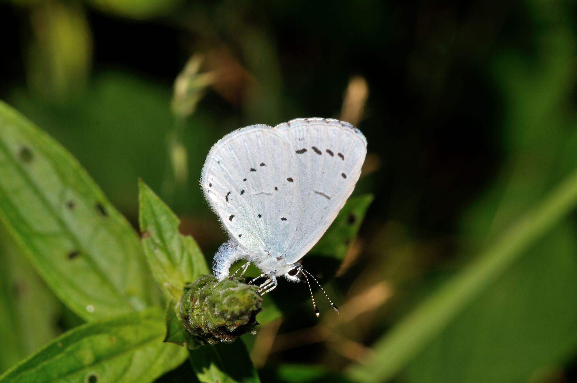 Celastrina argiolus (Linnaeus, 1758)