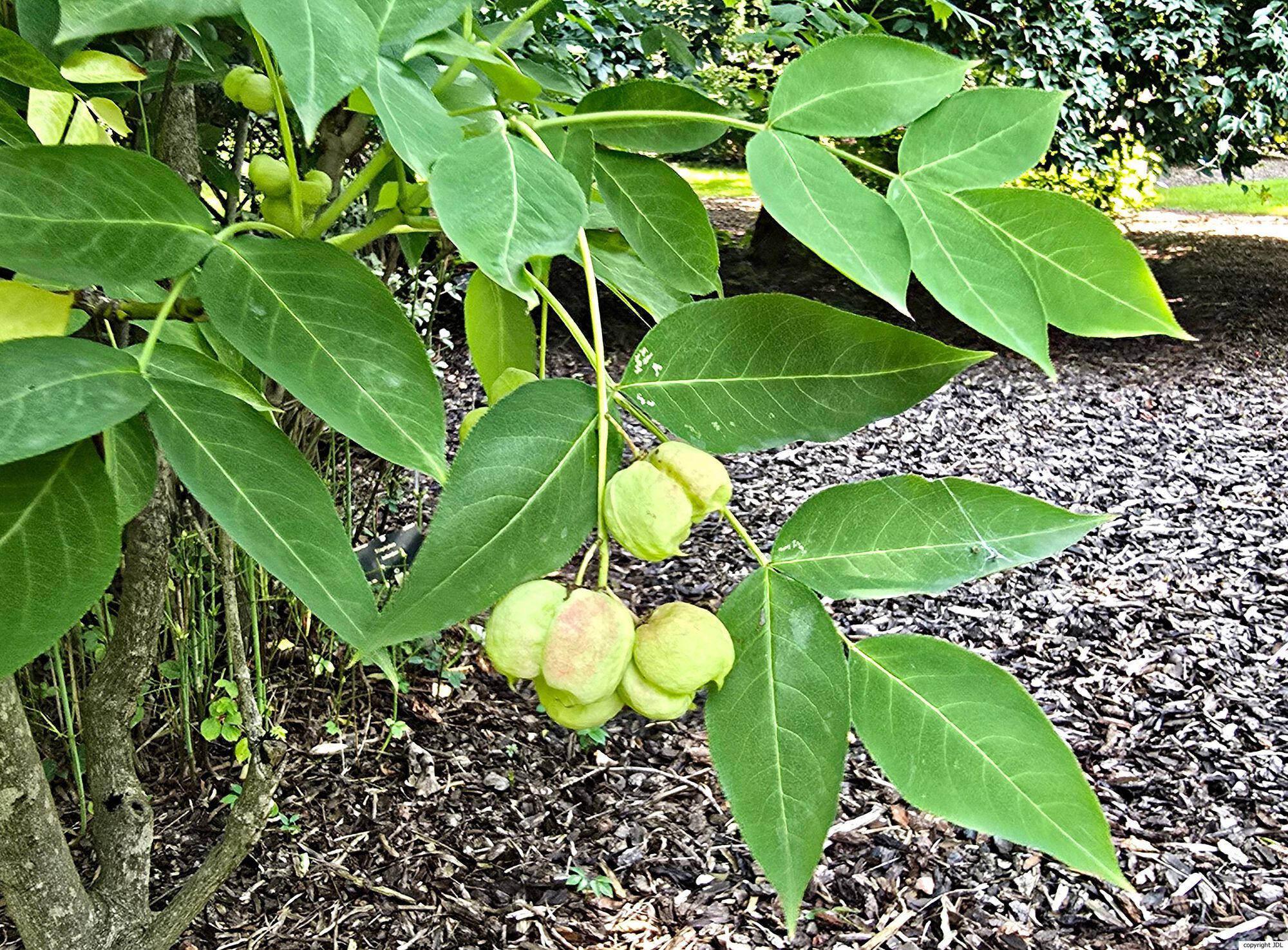Staphylea holocarpa Hemsl.
