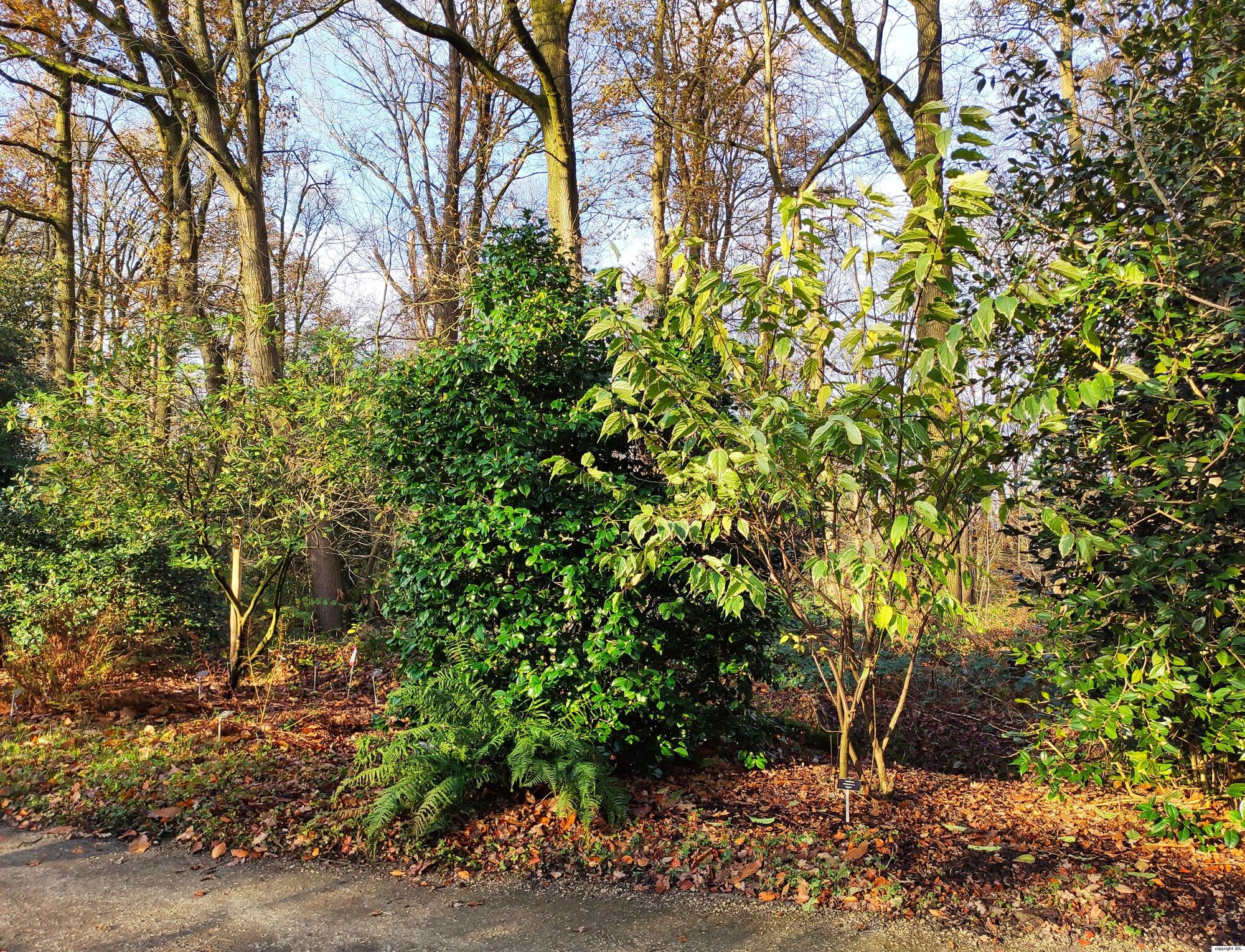 Stachyurus chinensis Franch. 'Magpie'