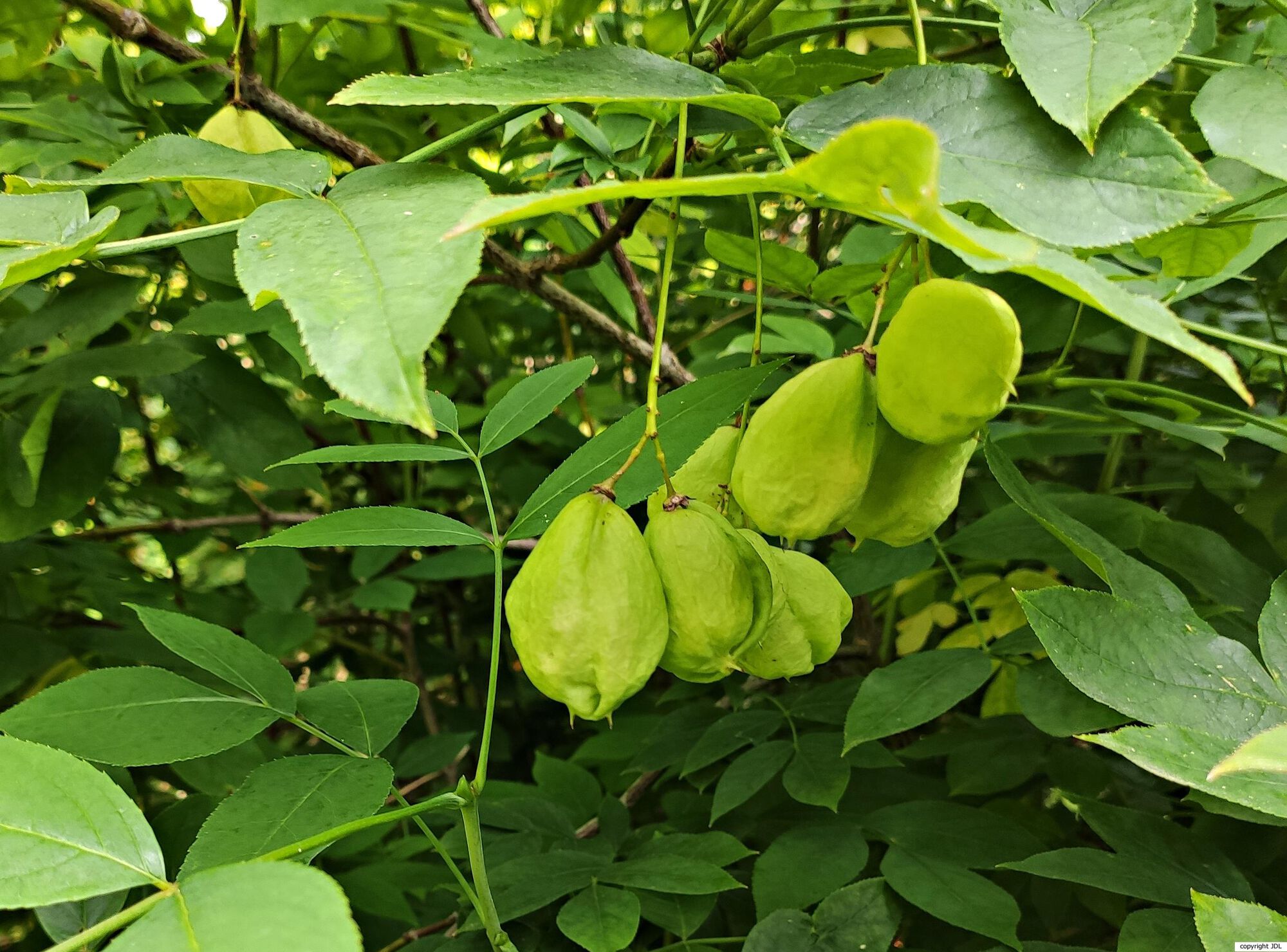 Staphylea colchica Stev.