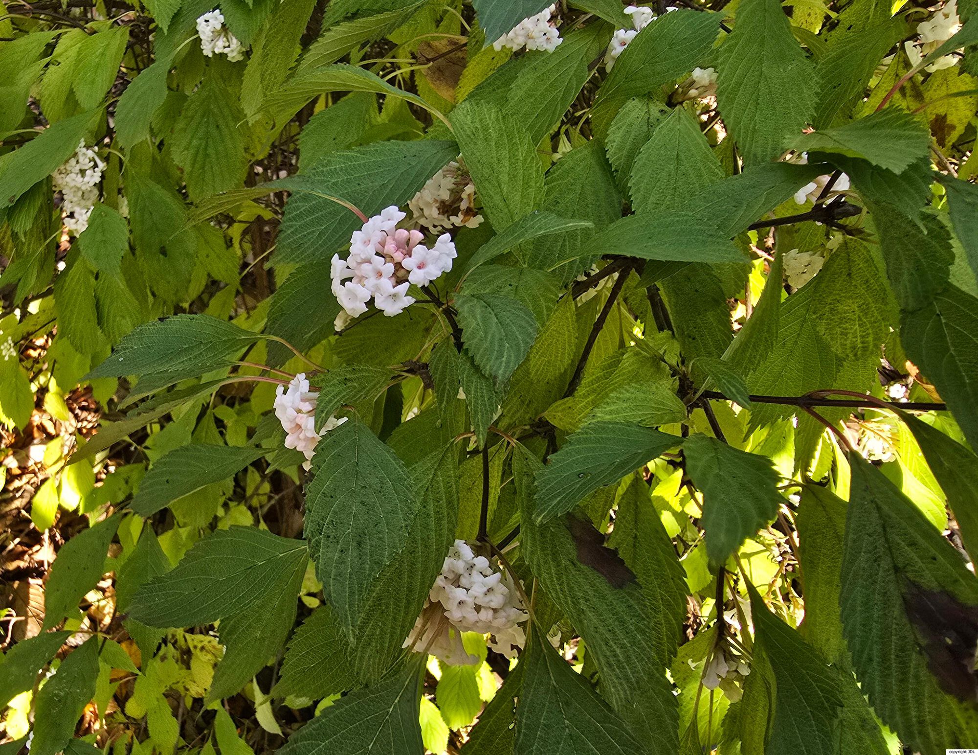 Viburnum farreri Stearn 'December Dwarf'