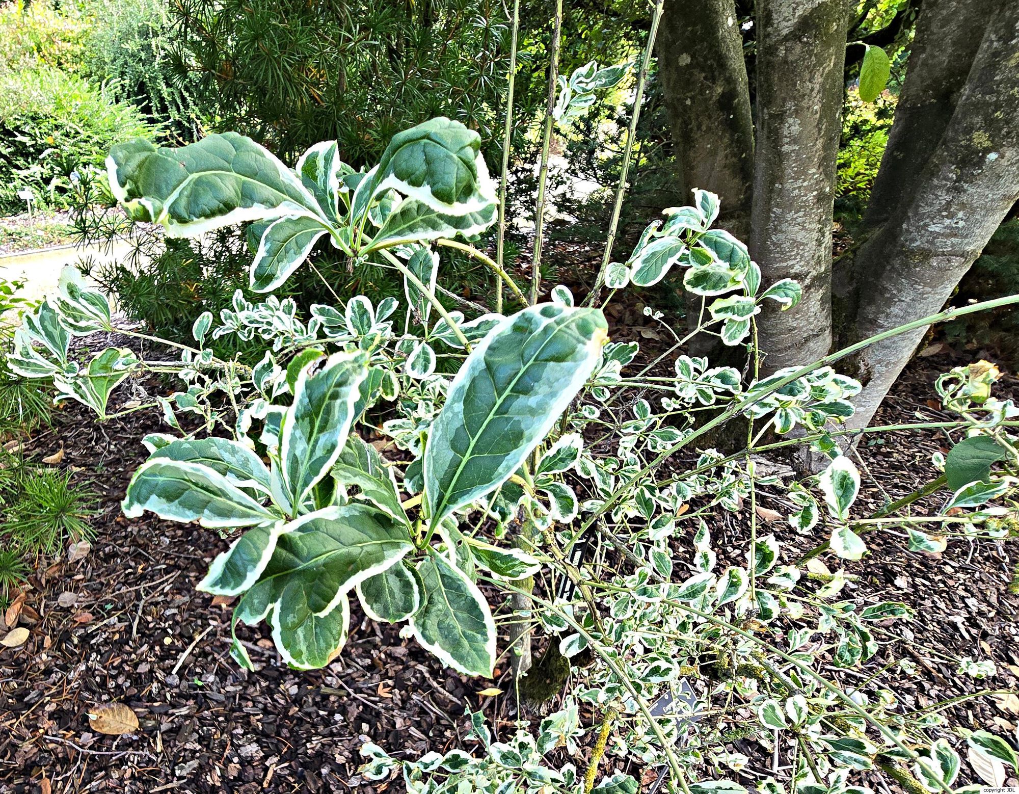 Euonymus phellomanus Loes. 'Silver Surprise'