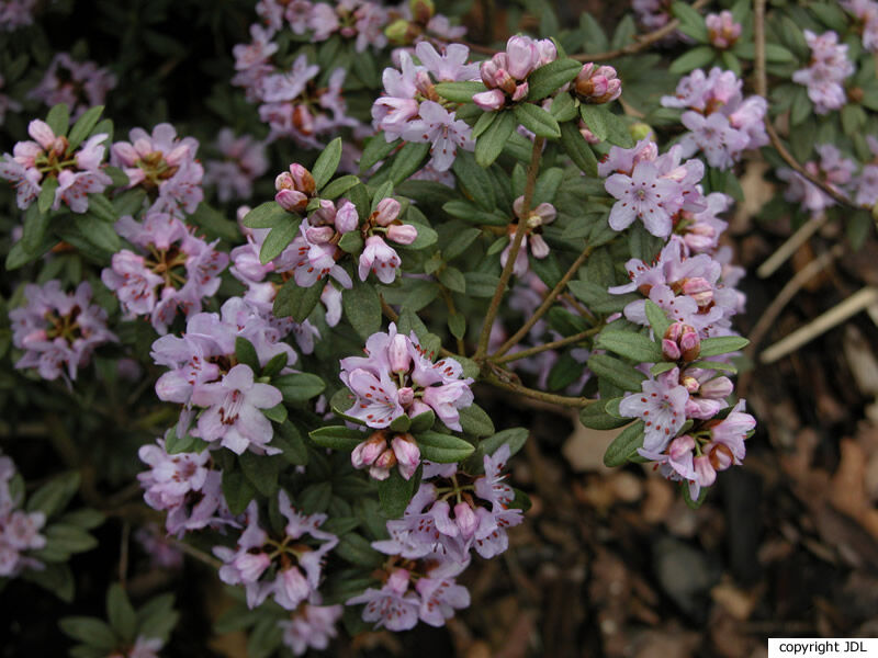 Rhododendron hippophaeoides Balf.f. & W.W.Sm.