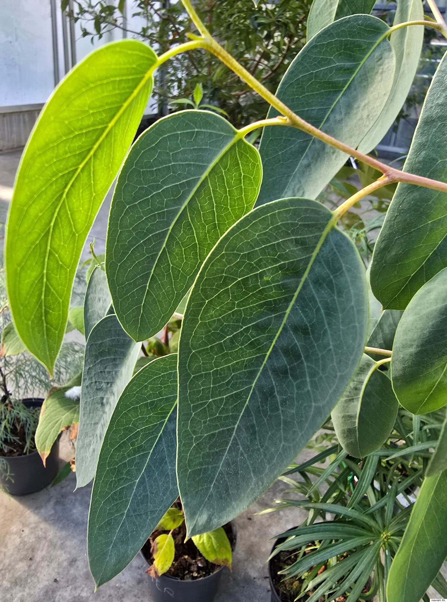 Eucalyptus delegatensis R.T.Baker