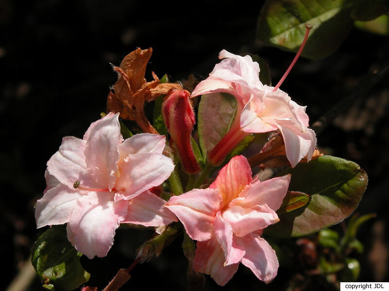 Rhododendron 'Quentin Metsys' (Harde Gentse/Rustica)