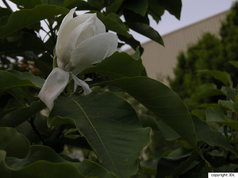 Magnolia 'Charles Coates' (M.sieboldii × M.tripetala)