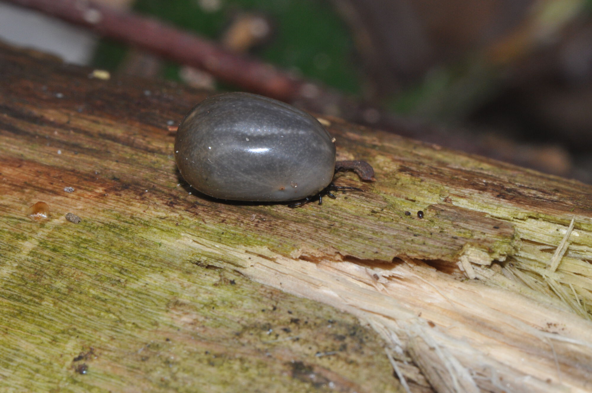 Ixodes ricinus (Linnaeus, 1758)