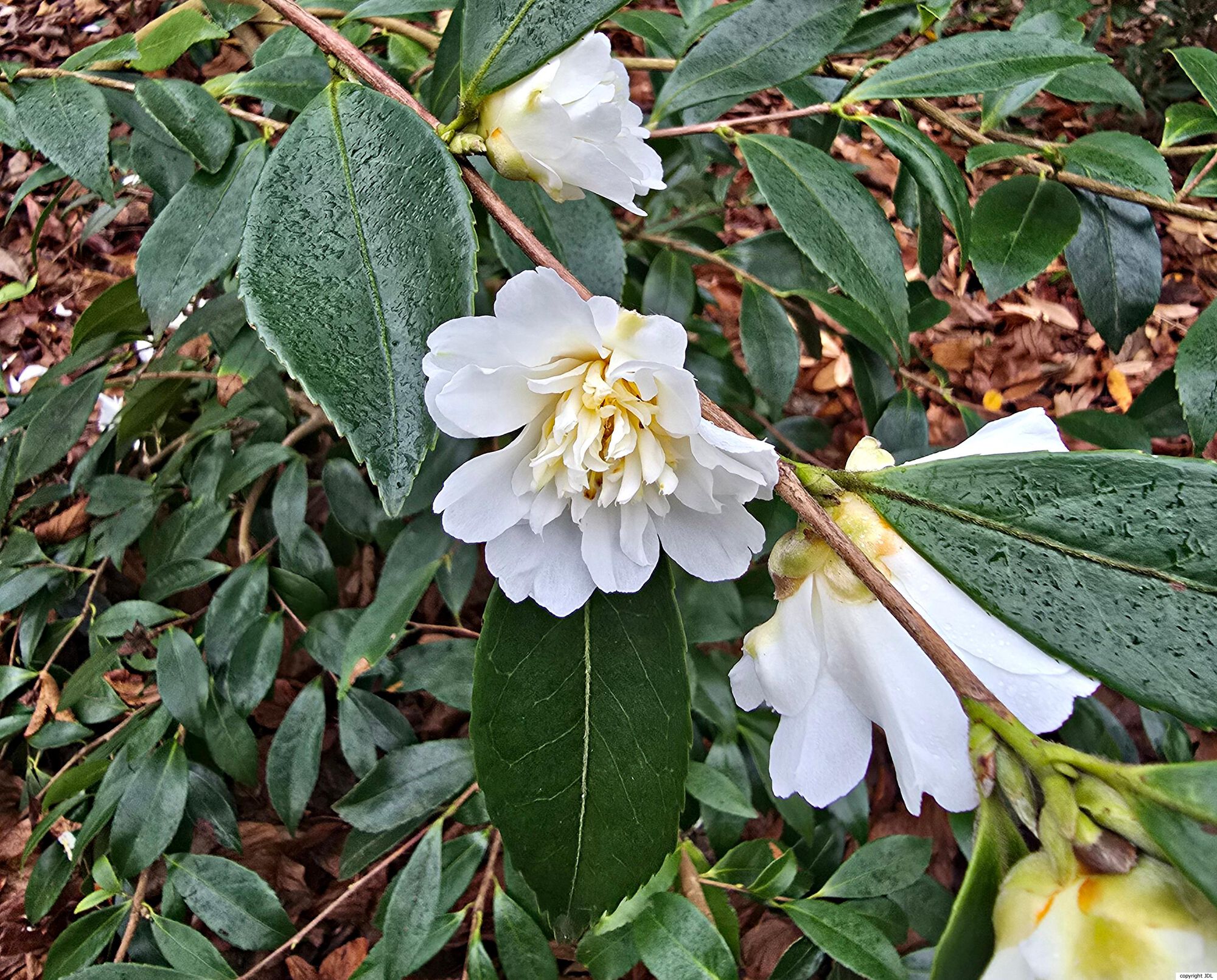 Camellia 'Snow Flurry'