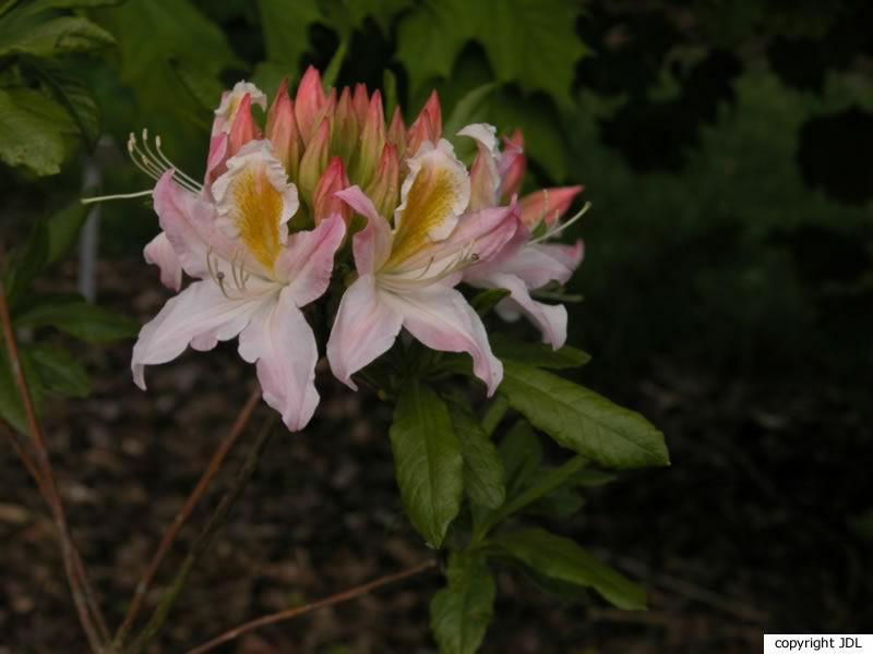 Rhododendron 'Advance' (R. occidentale hybrid)