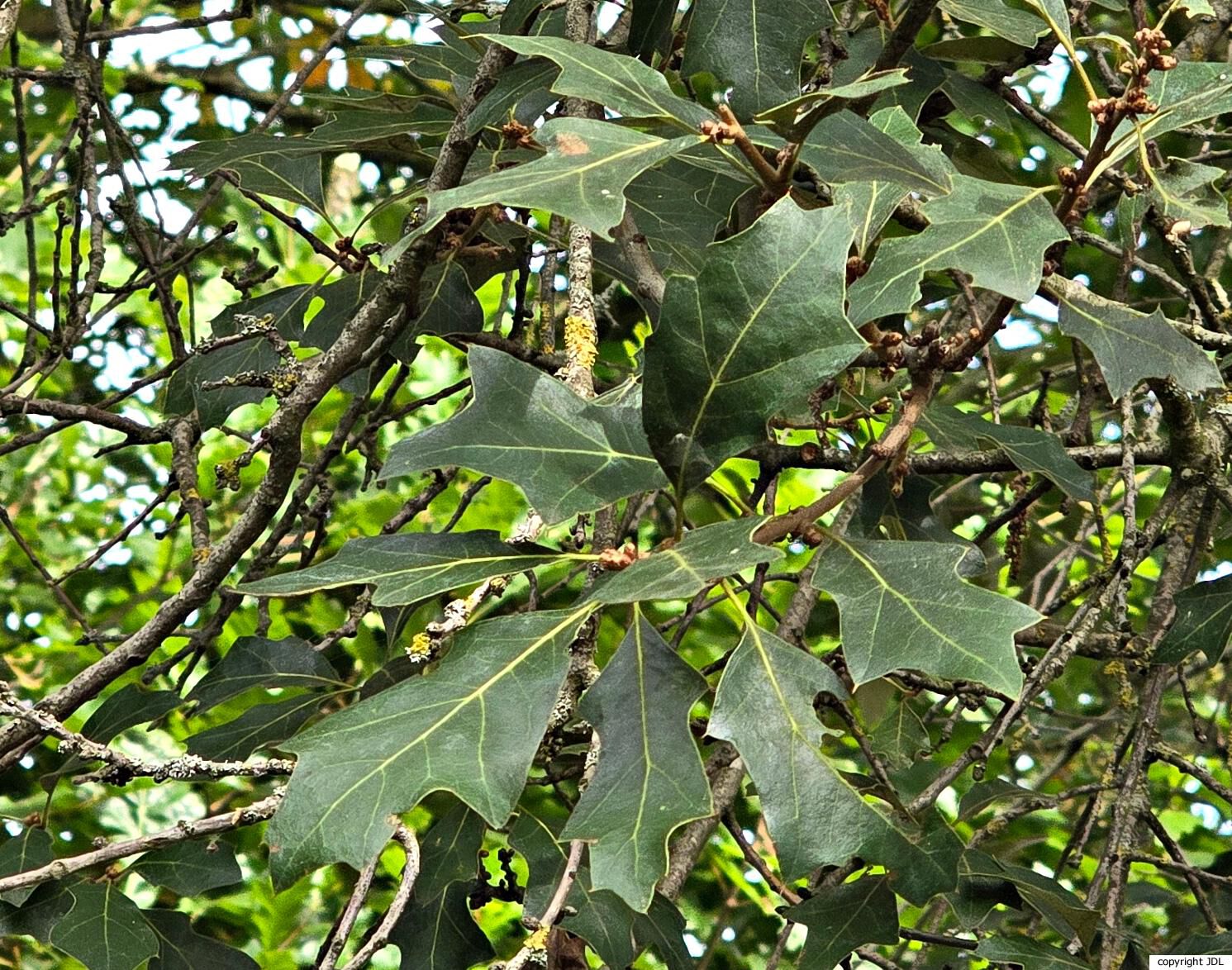 Quercus ilicifolia Wangenh.