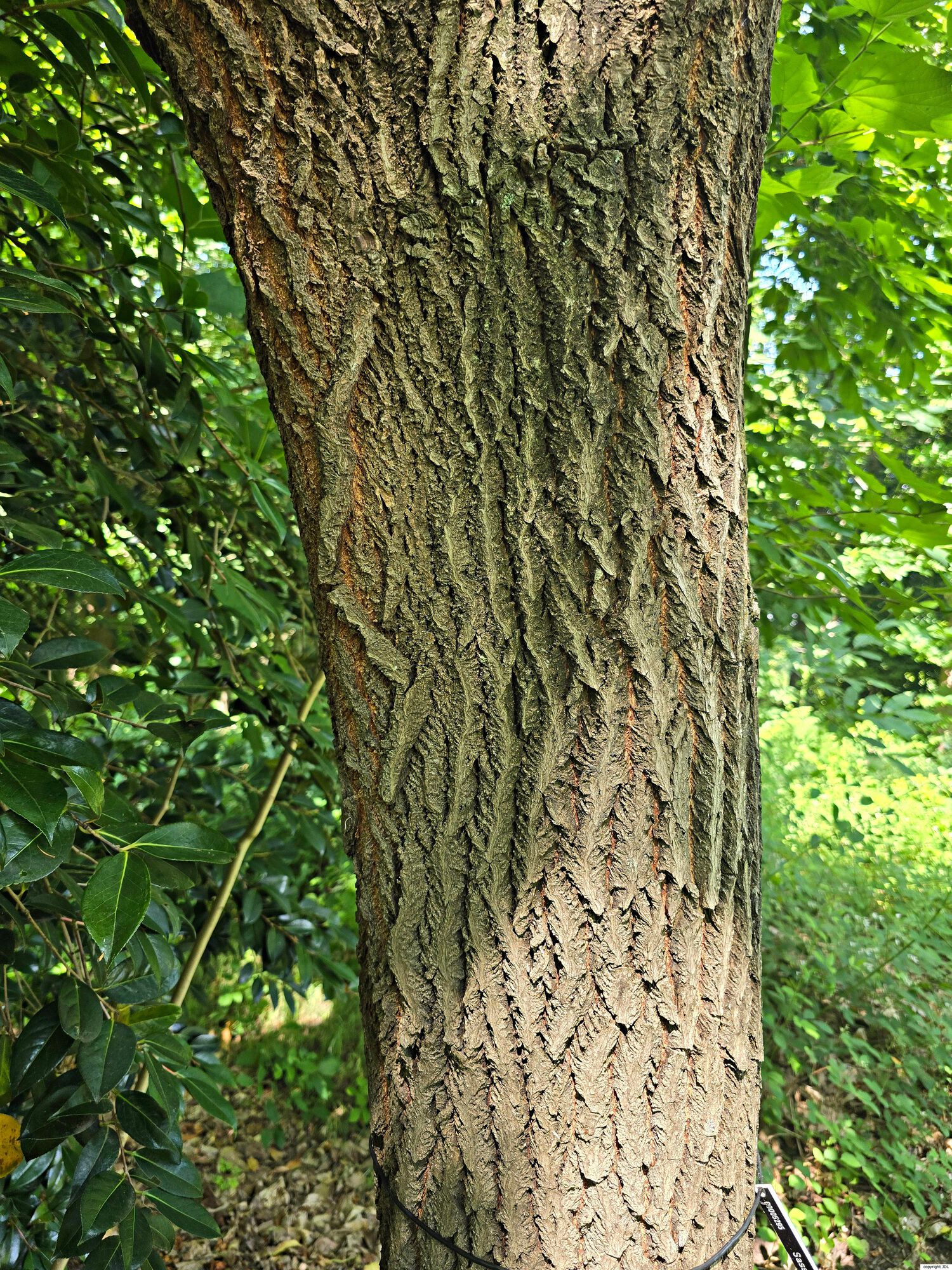 Sassafras tzumu (Hemsl.) Hemsl.