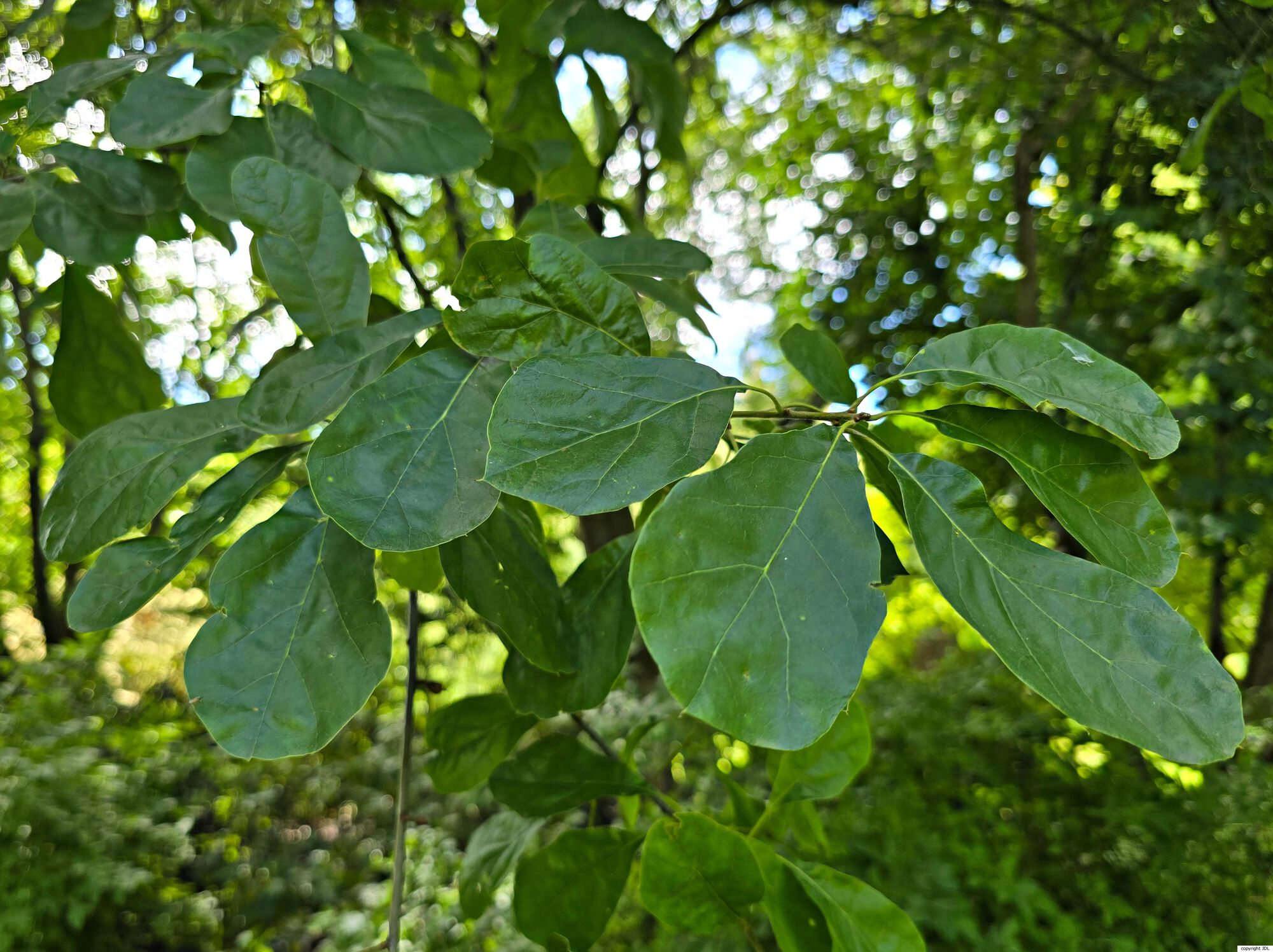 Quercus arkansana Sarg.
