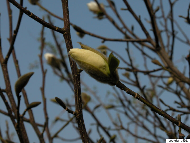 Magnolia kobus DC. 'Janaki Ammal'