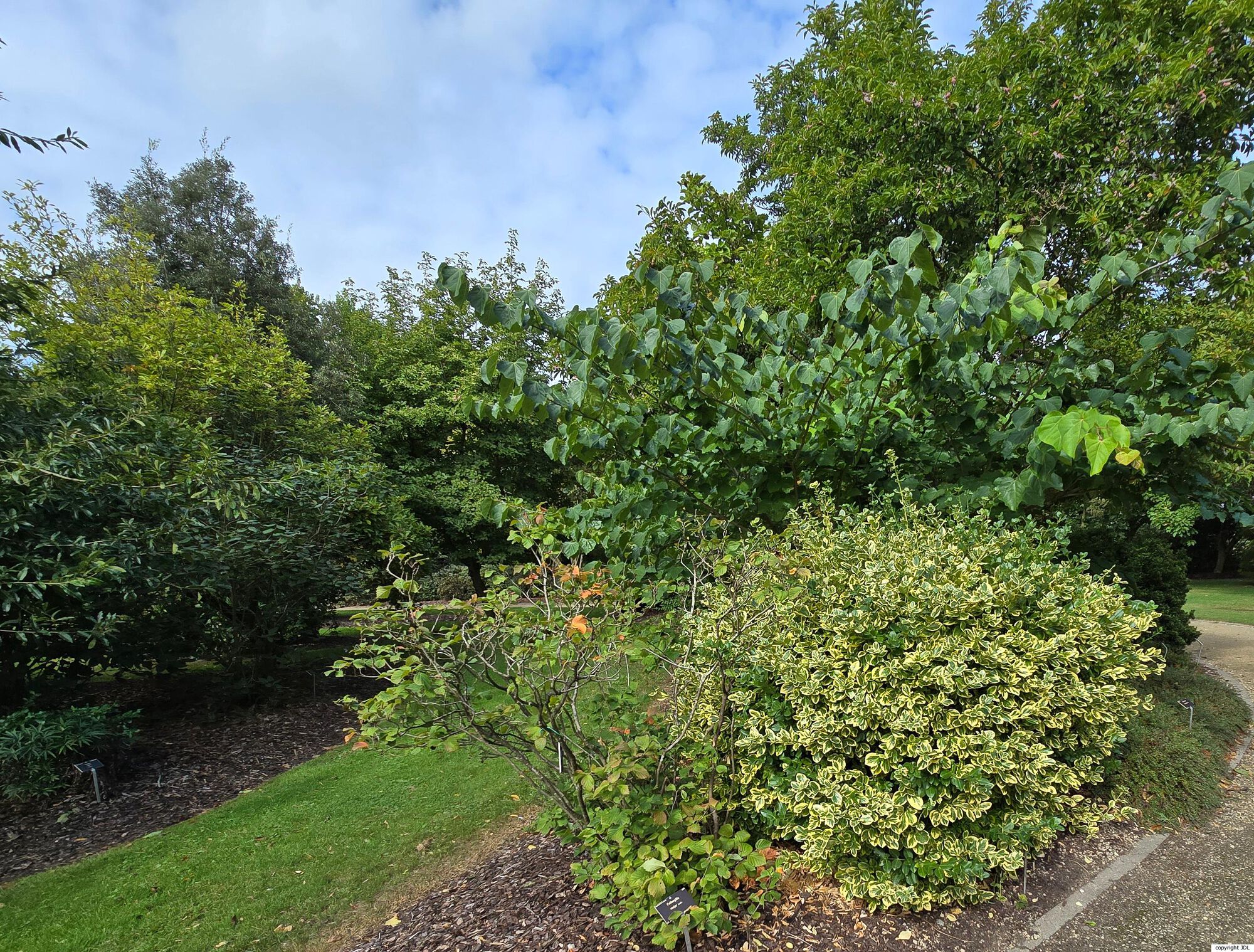 Euonymus fortunei (Turcz.) Hand.-Mazz. 'Canadale Gold'