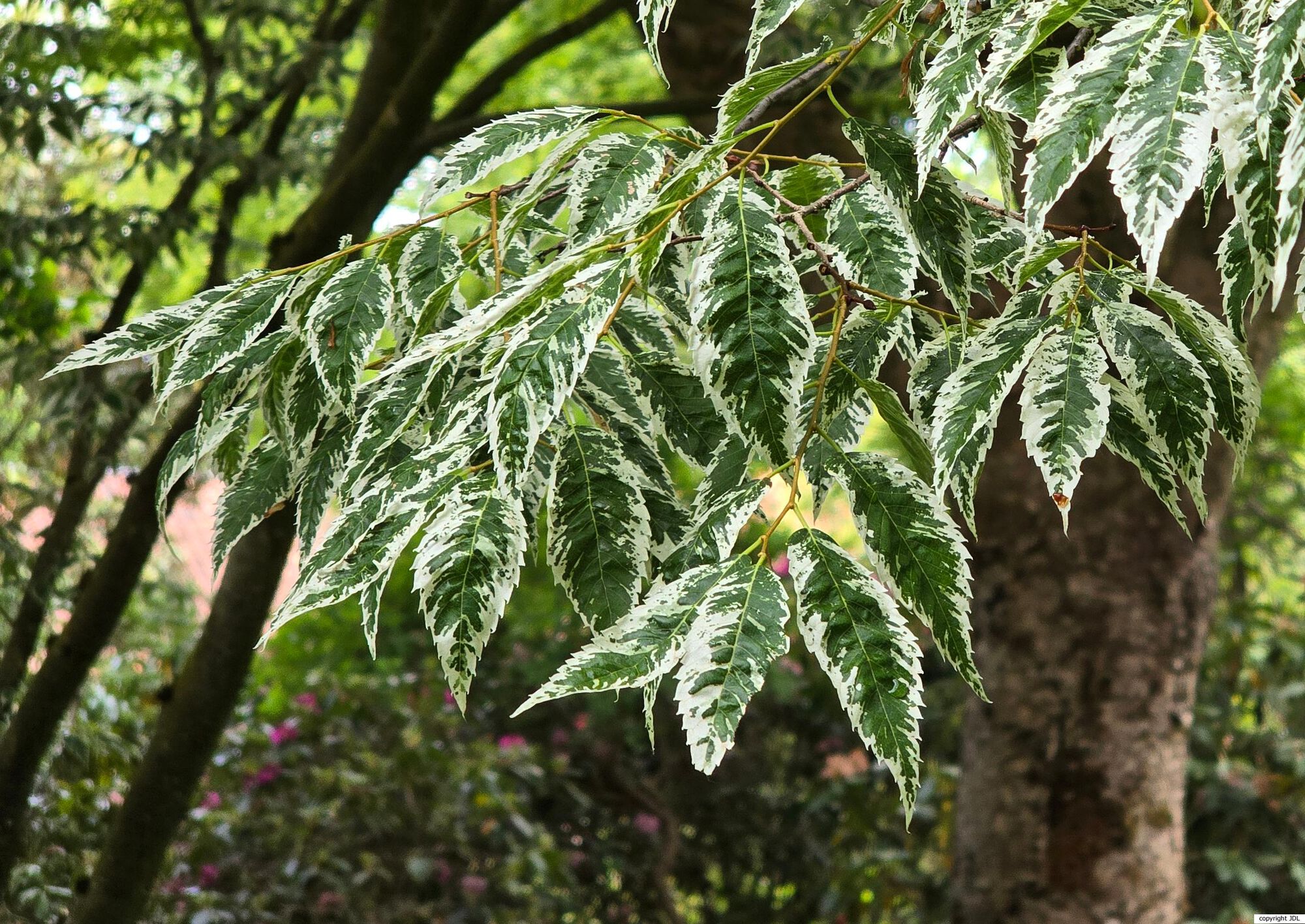 Zelkova serrata (Thunb.) Makino 'Variegata'