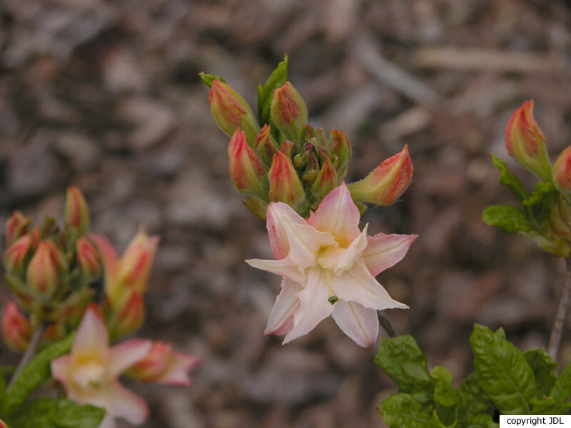 Rhododendron 'Graf von Meran' (Harde Gentse)