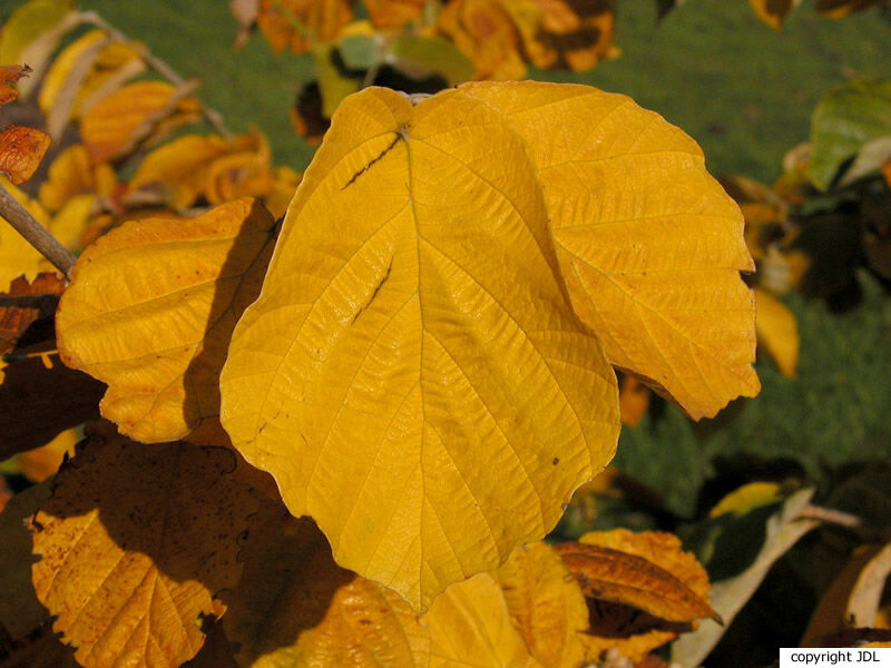 Hamamelis 'Rochester'