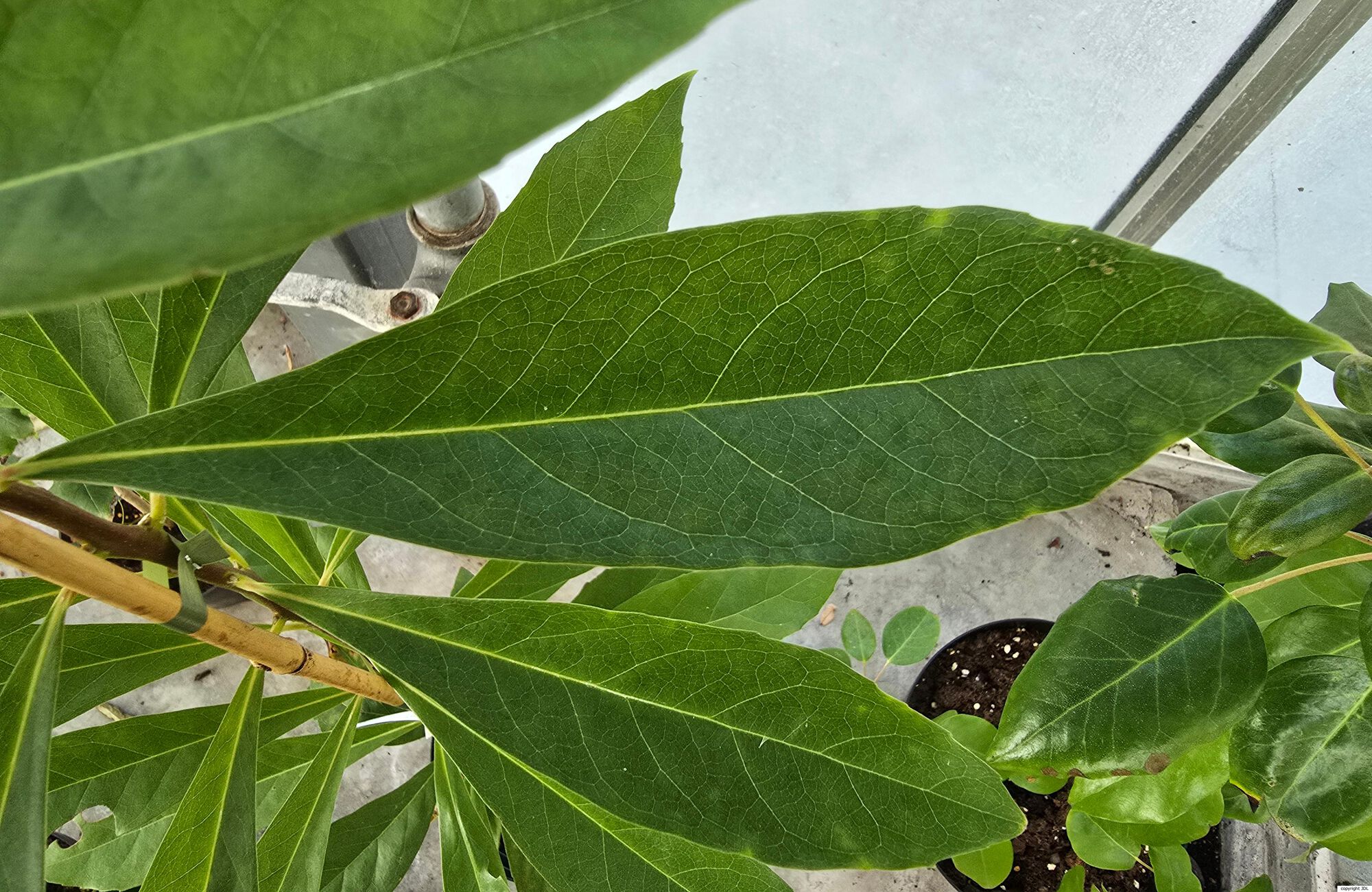 Schima wallichii (DC.) Korth.