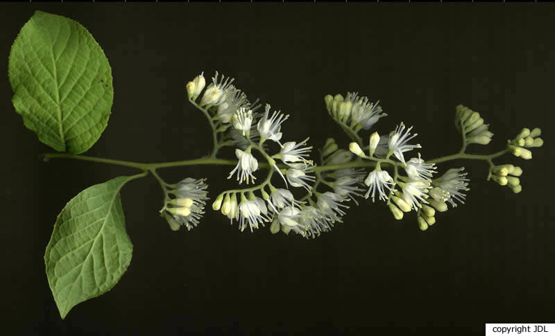 Pterostyrax hispidus Siebold & Zucc.