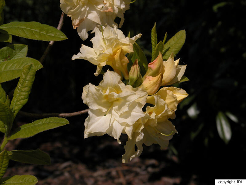 Rhododendron 'Double Damask' (Knap Hill/Exbury)