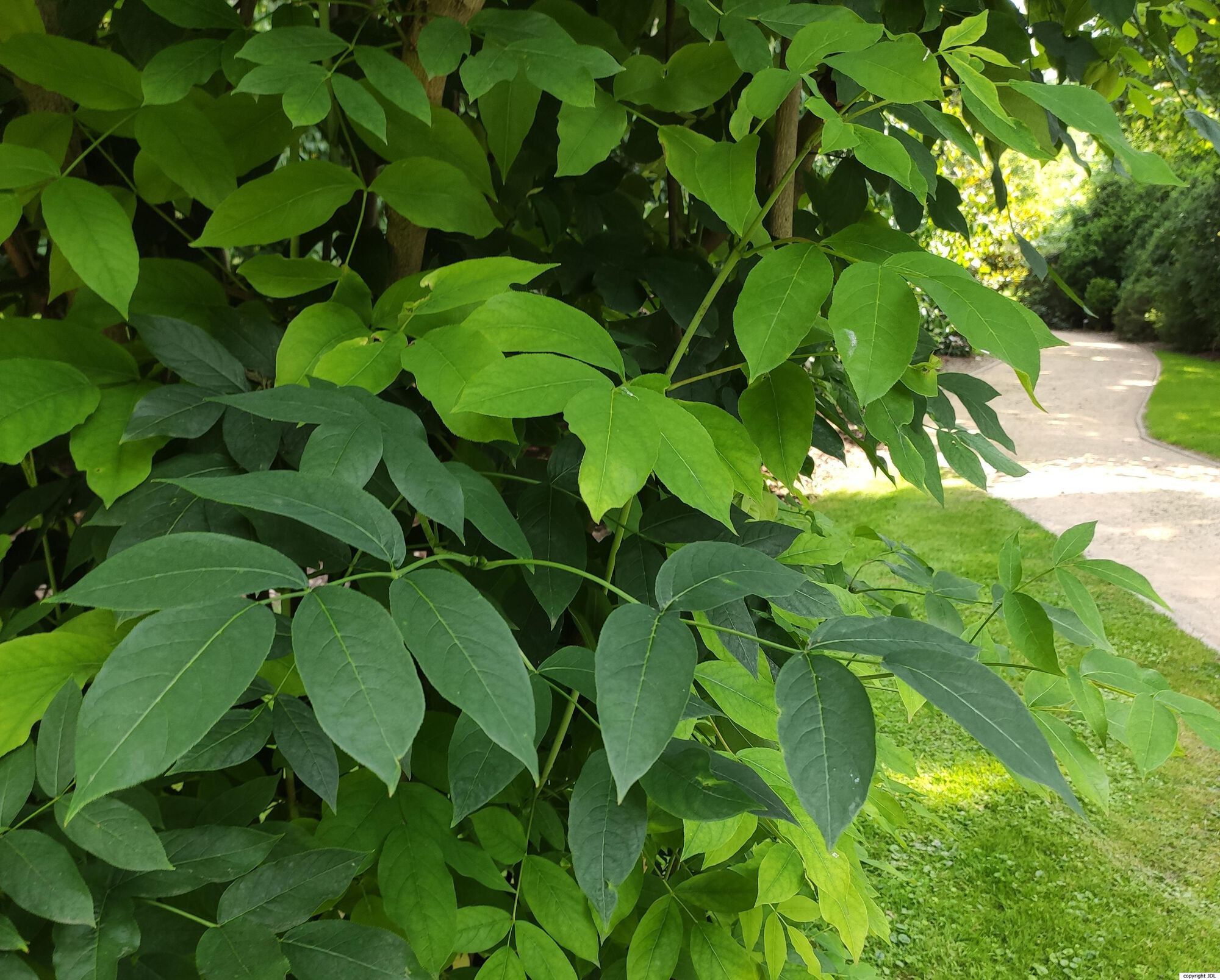 Staphylea pinnata L.