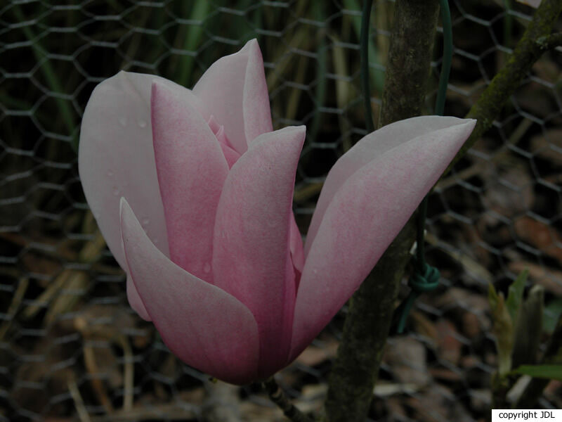 Magnolia 'Philip Tregunna' (M.sargentiana var. robusta × M.campbellii)