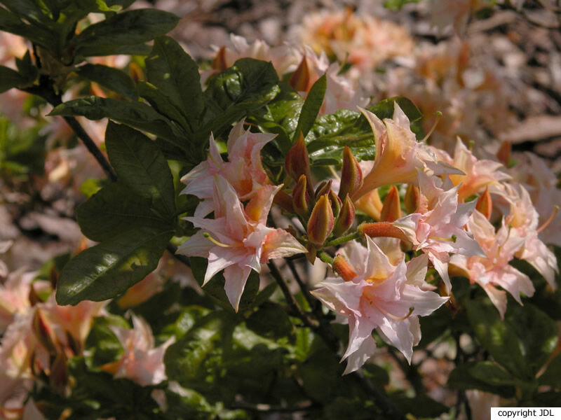 Rhododendron 'Graf von Meran' (Harde Gentse)