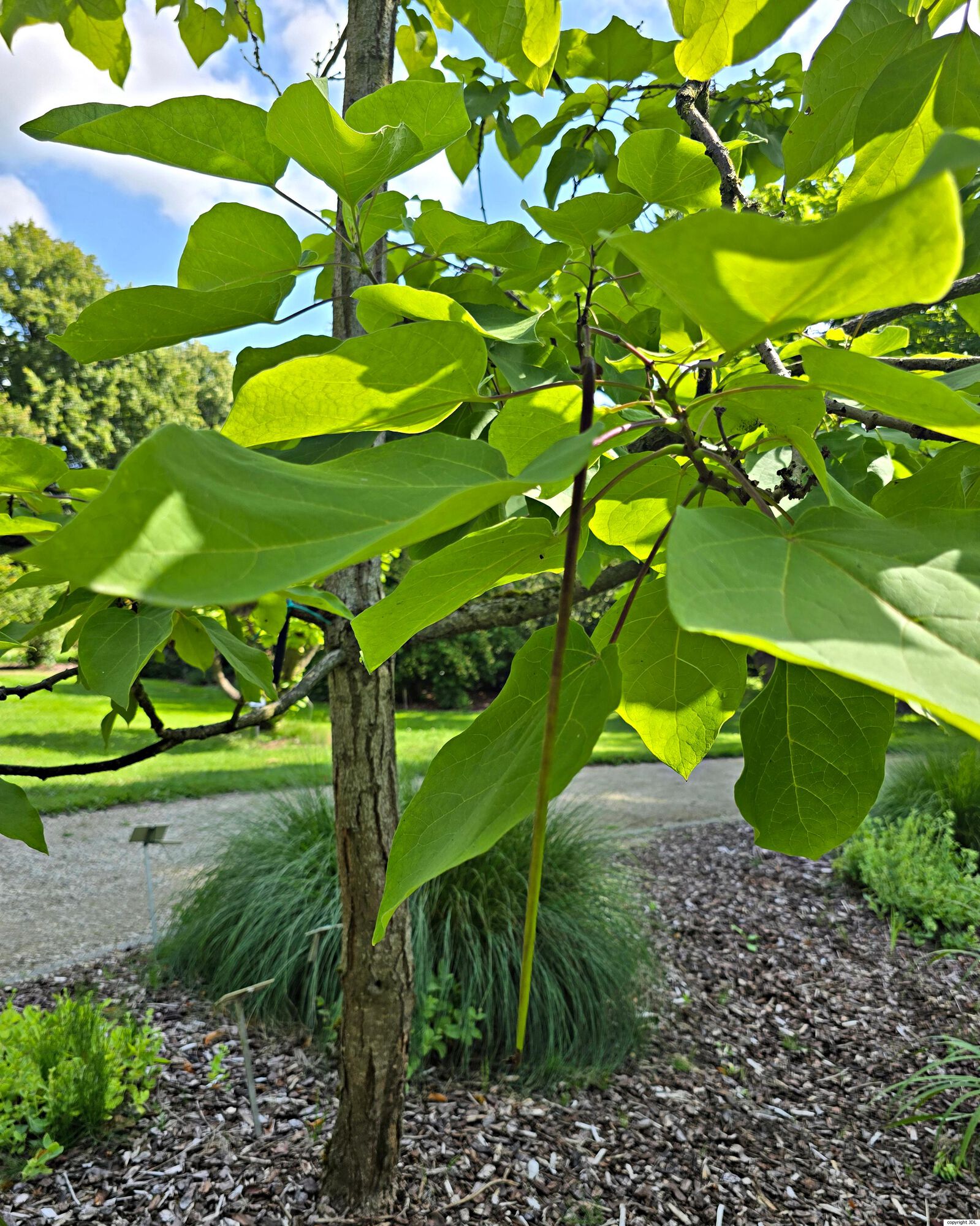Catalpa ×erubescens Carrière (C.bignonioides × C.ovata)