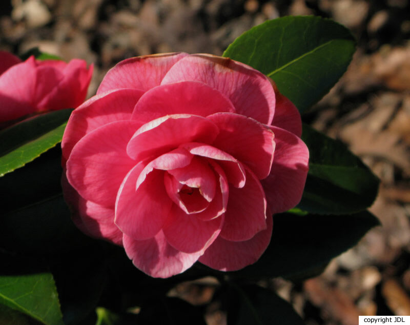 Camellia japonica L. 'Cultivar'