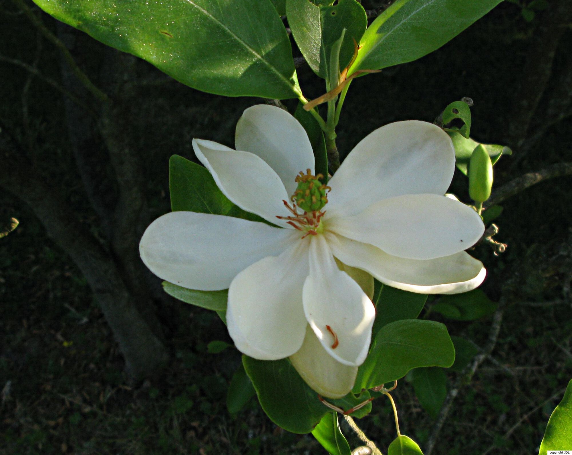 Magnolia virginiana L.