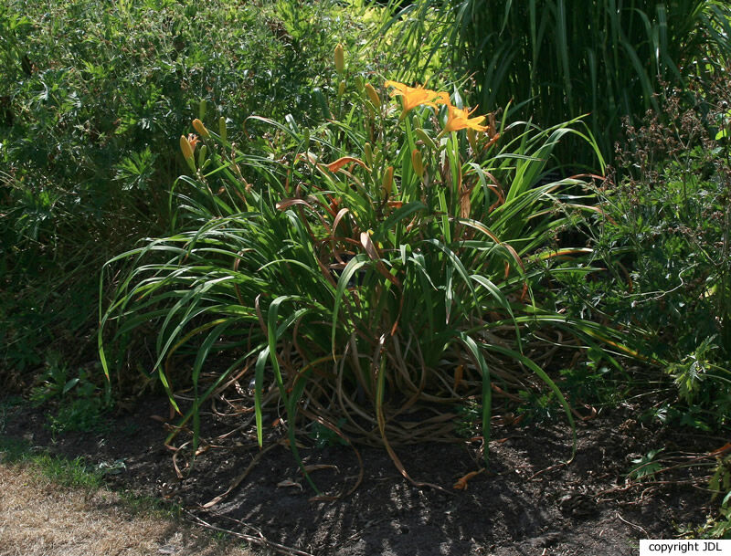 Hemerocallis 'Canary Glow'