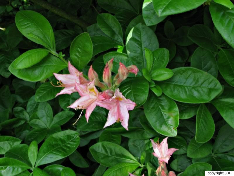 Rhododendron 'Emile' (Harde Gentse)