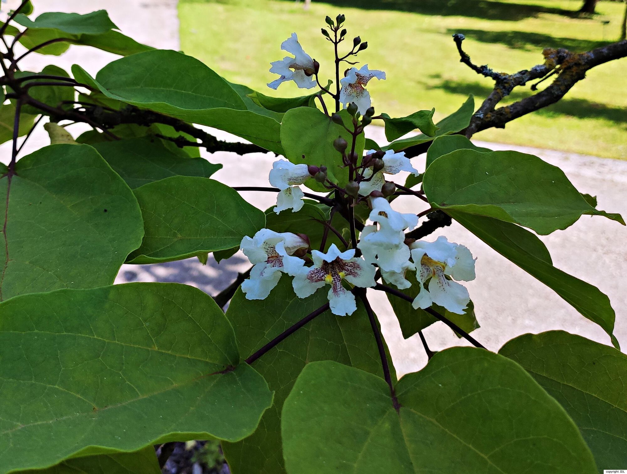 Catalpa ×erubescens Carrière (C.bignonioides × C.ovata)