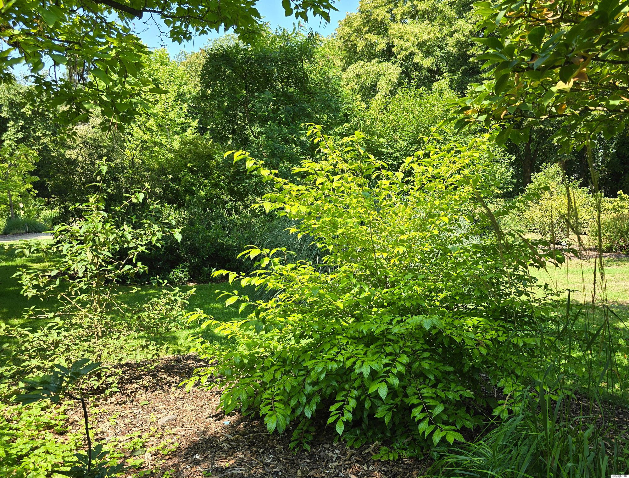 Orixa japonica Thunb.