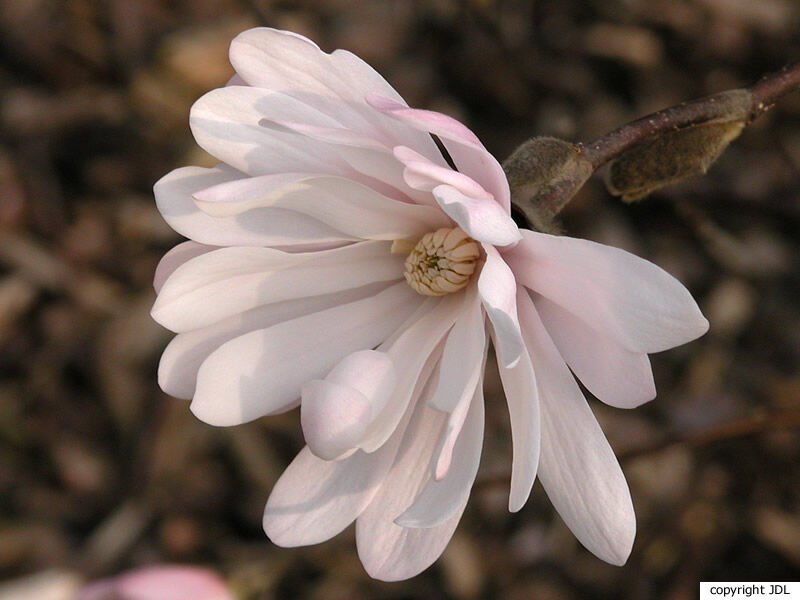 Magnolia stellata (Siebold & Zucc.) Maxim. 'King Rose'